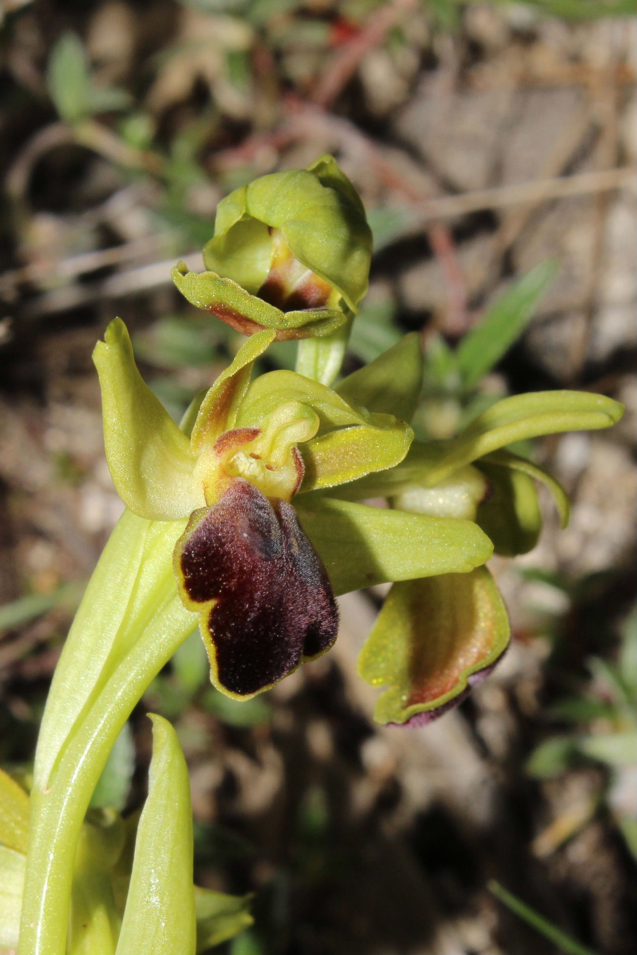 Ophrys fusca da determinare